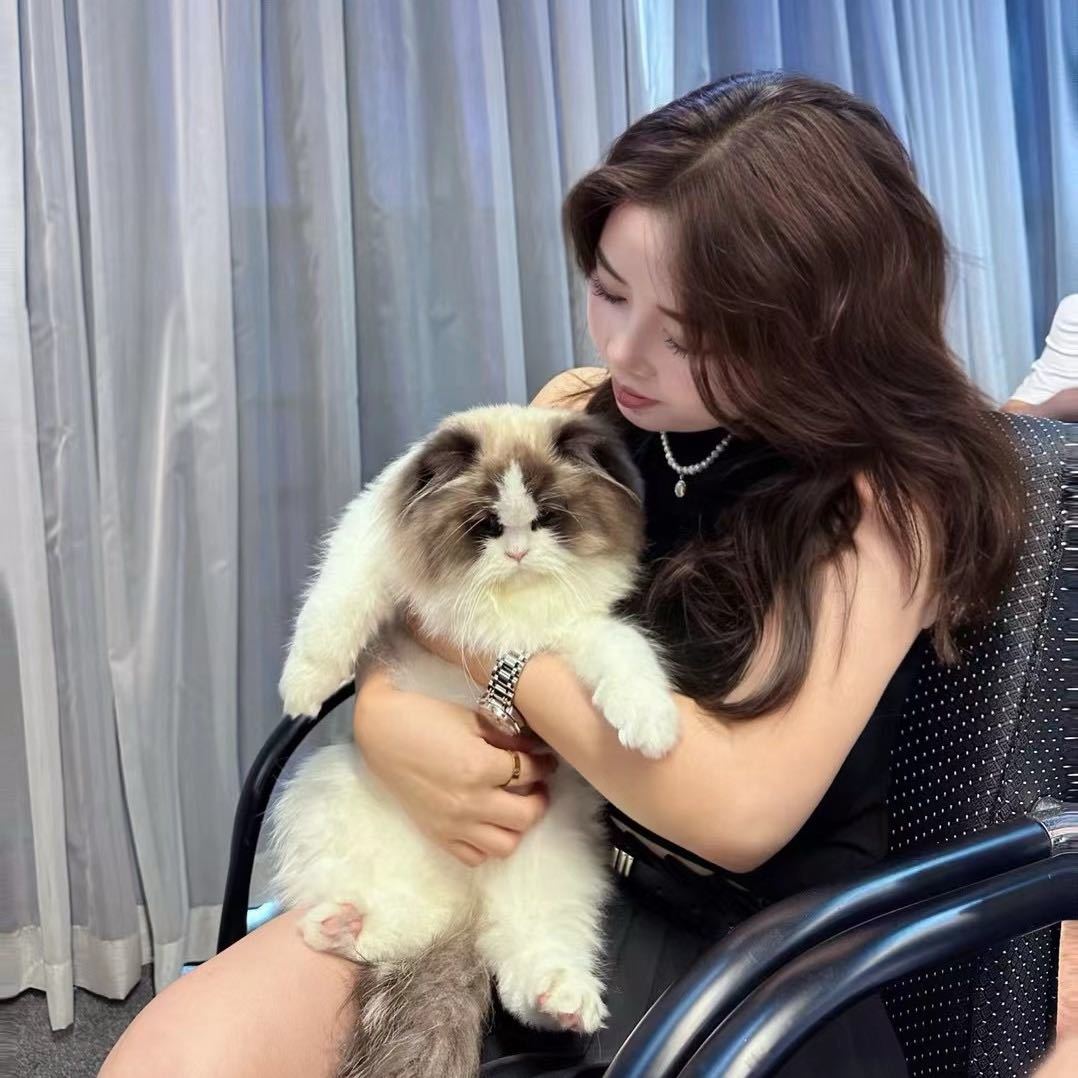 喵姐养猫