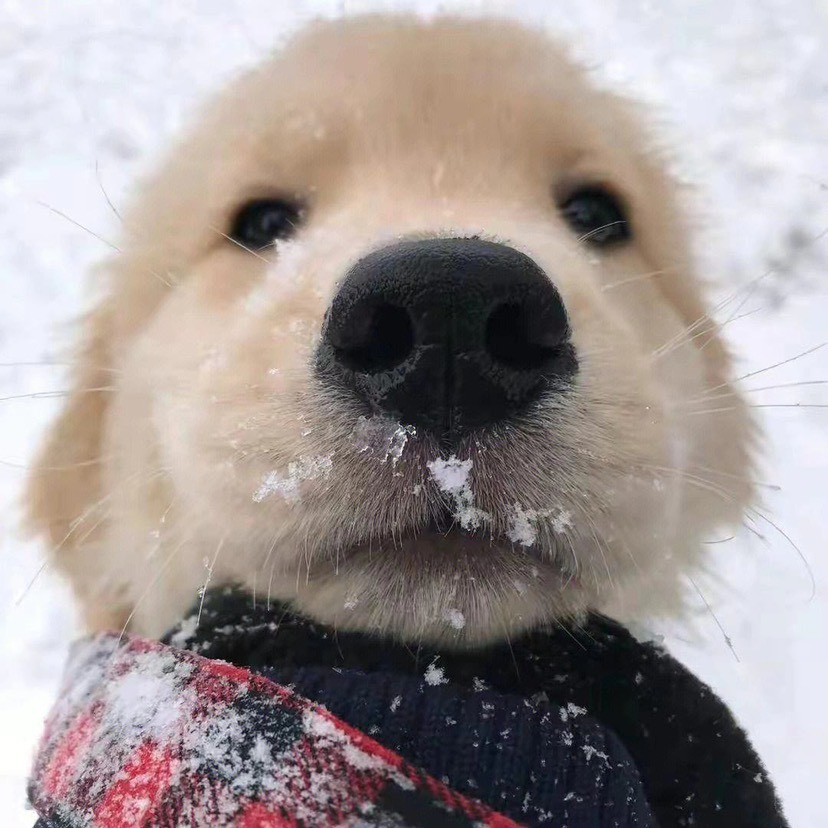 鸭梨搞笑配音秀