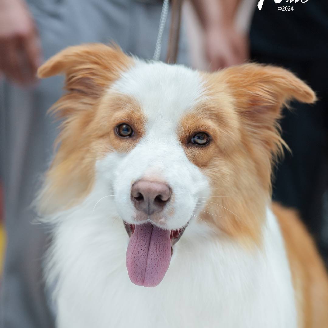 爱牧大毛犬舍边牧宠物寄养