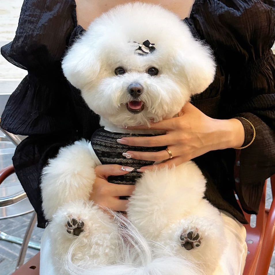 哈尼的日常呀