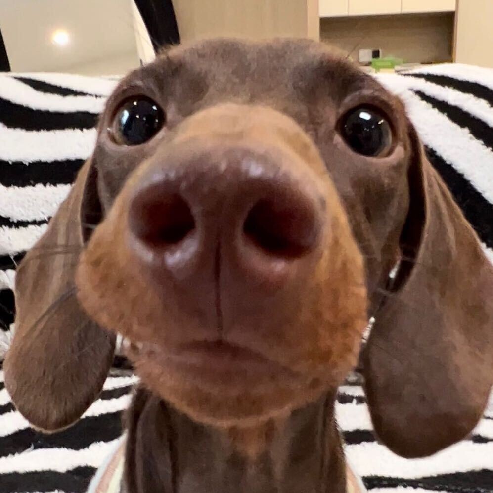 小饼是一根肠儿