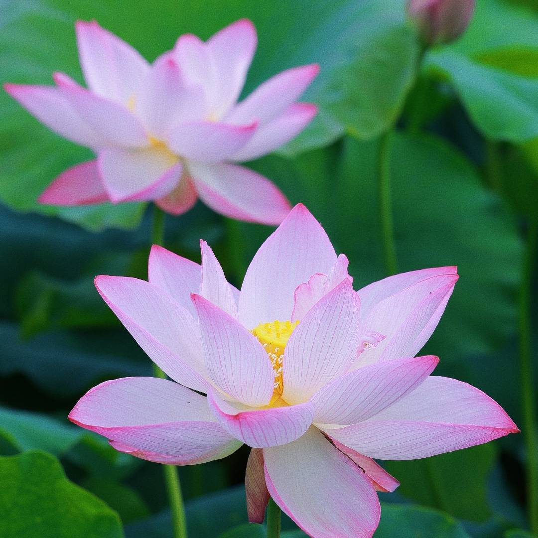 花开富贵168588