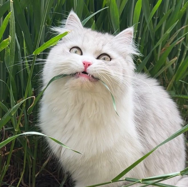 徐姐姐的猫