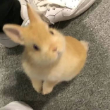 四氯羟铝锆