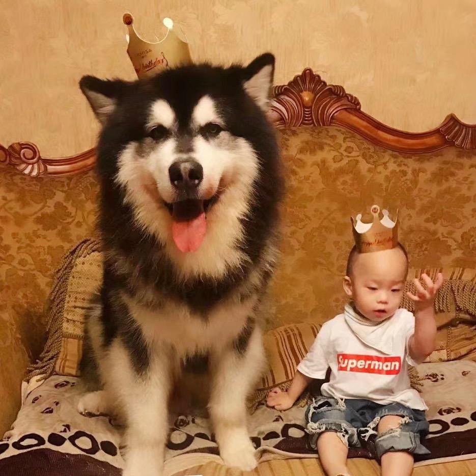 家有萌犬萌娃