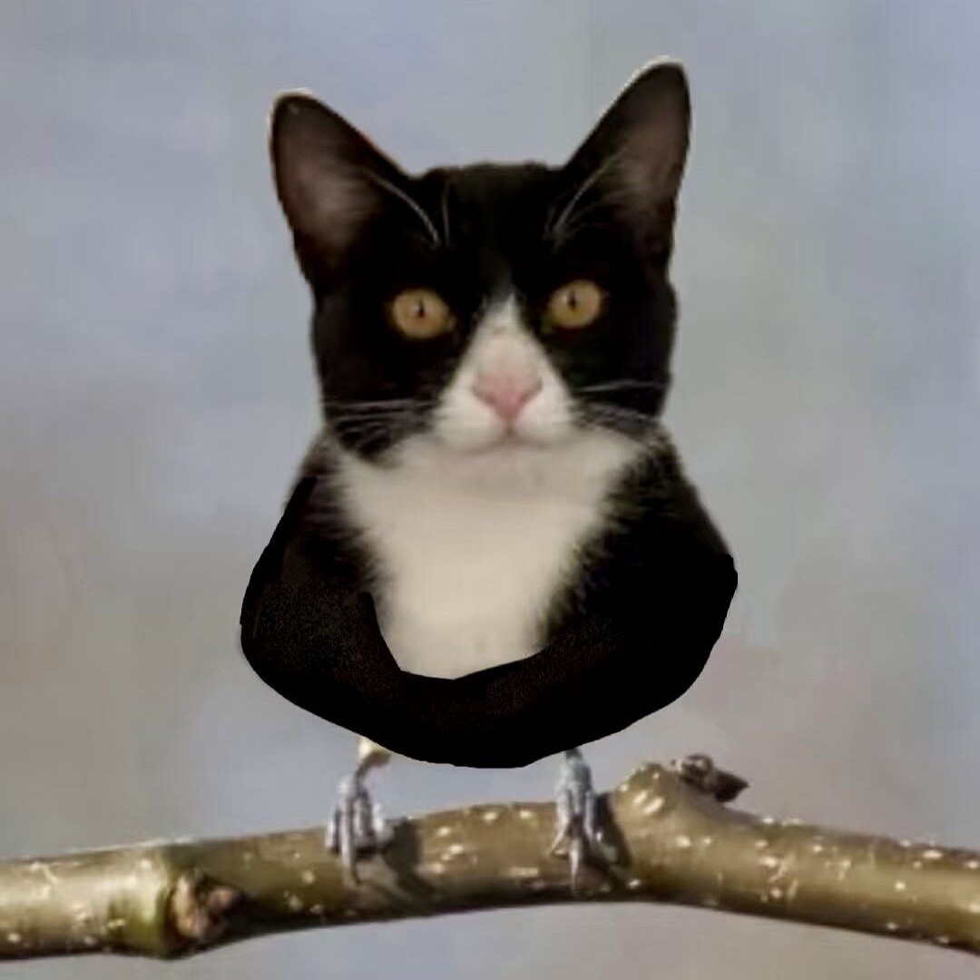 奶牛鸟真猪