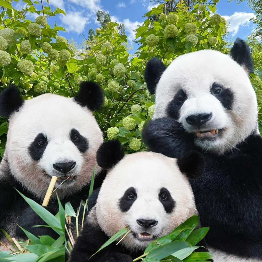 老李认知觉醒668