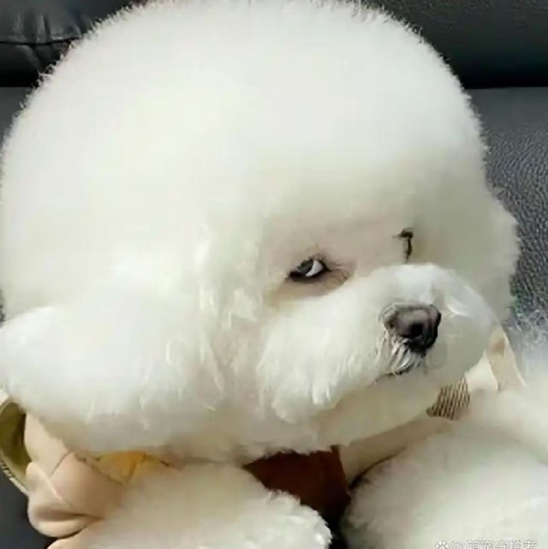 笑笑的胖爪爪