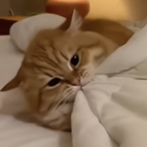 大橘的作妖日记