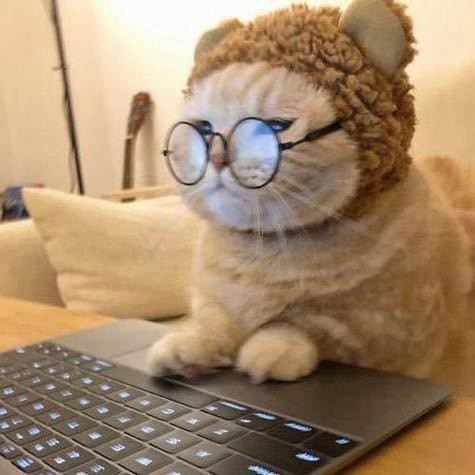 猫咪meme日记