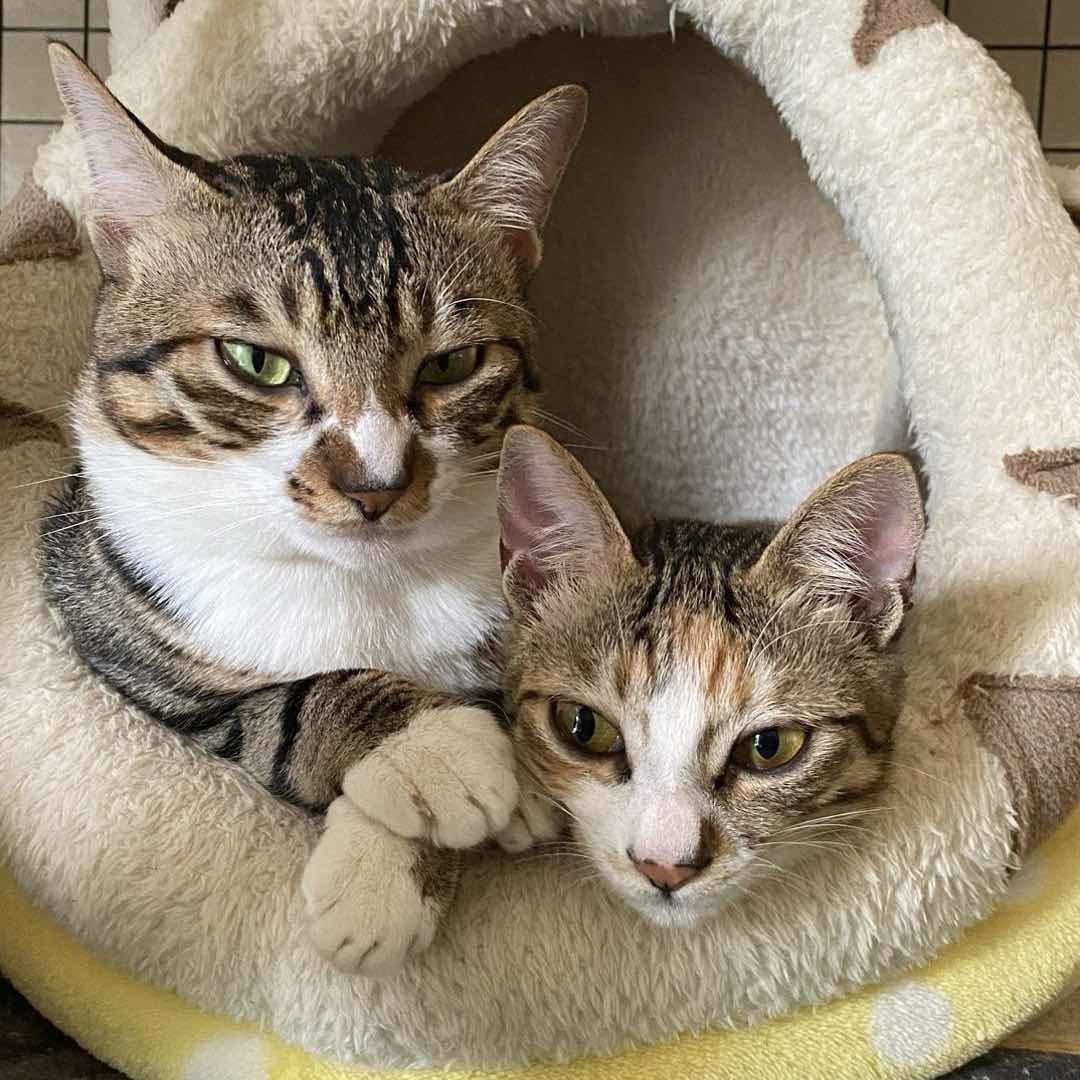 虎子不是闹闹发条猫