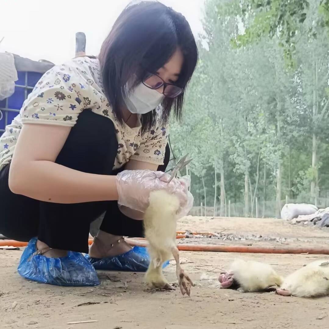 常大姐聊养鸡
