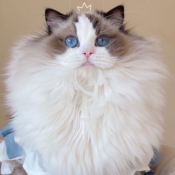颖姥姥的小猪咪