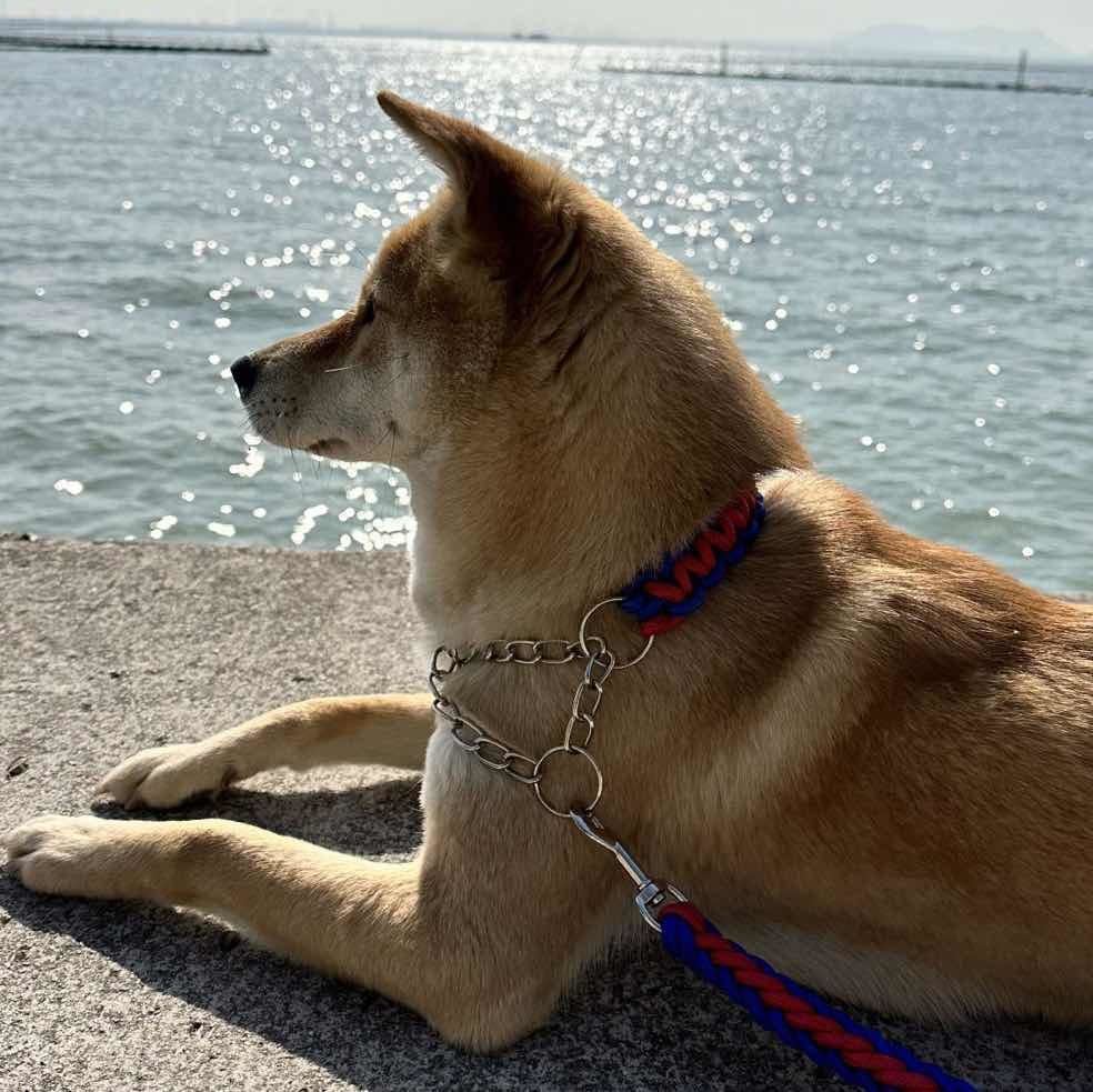 肉丝是条土狗