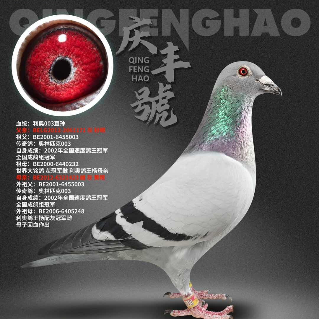 系列赛鸽-Mr.章