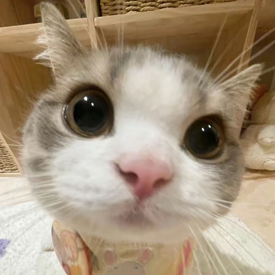 毛孩行为学博士