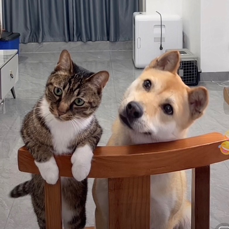 演员大黄和钢镚