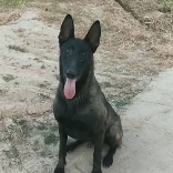 黑马犬爱好者