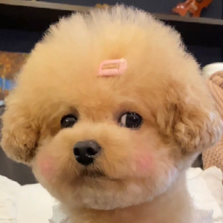 三儿是只小狗