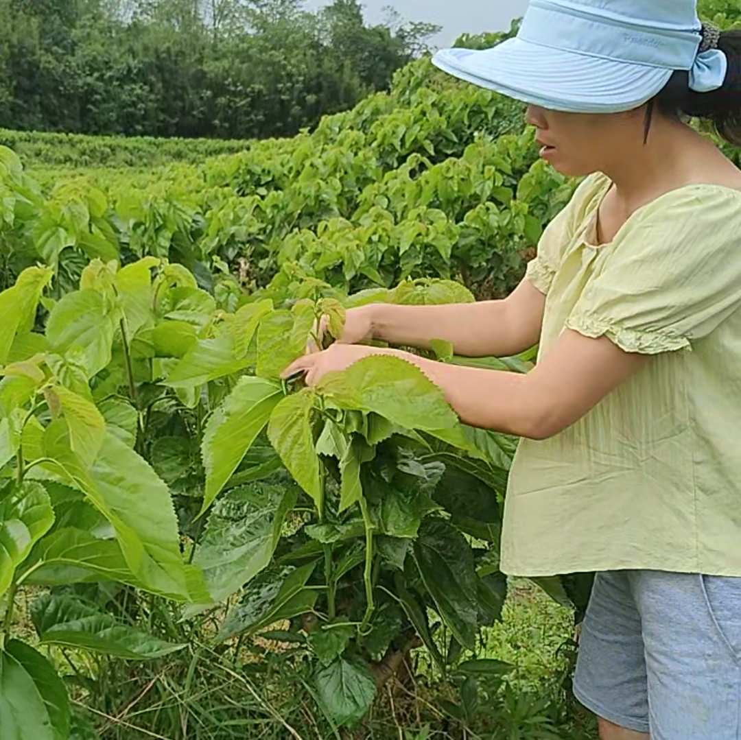 川南二妹小菜园