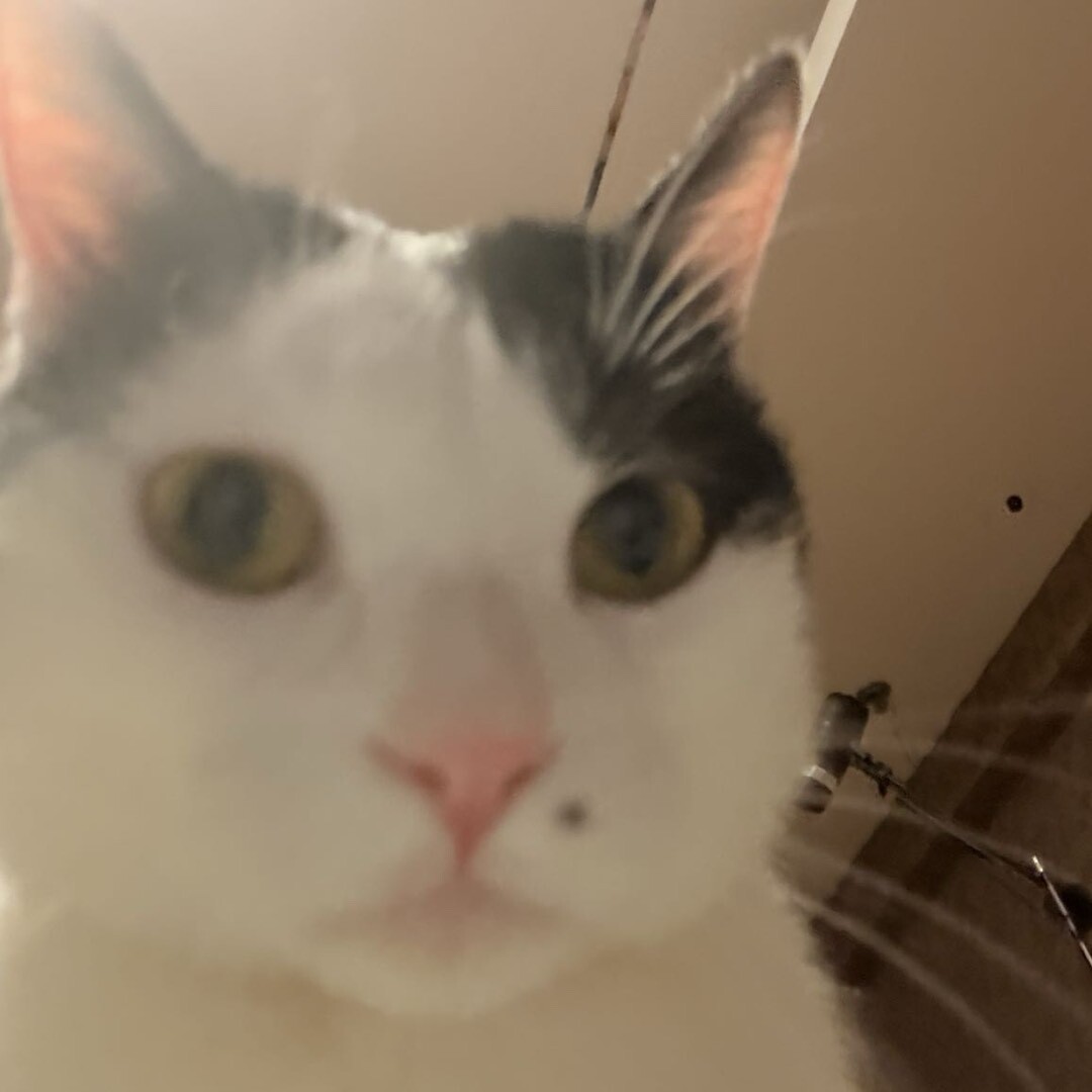 龙傲天呼叫泡泡