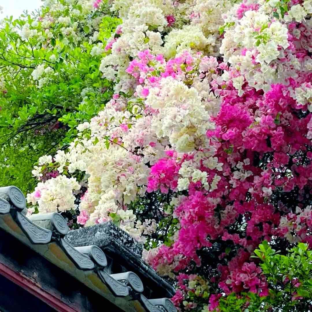 红果旅行