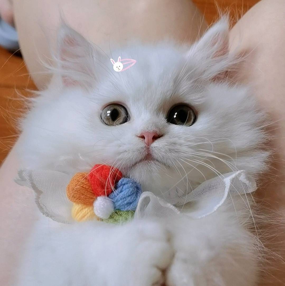 Coco是只矮脚猫