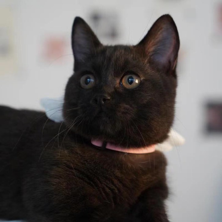 黑猫栗栗子