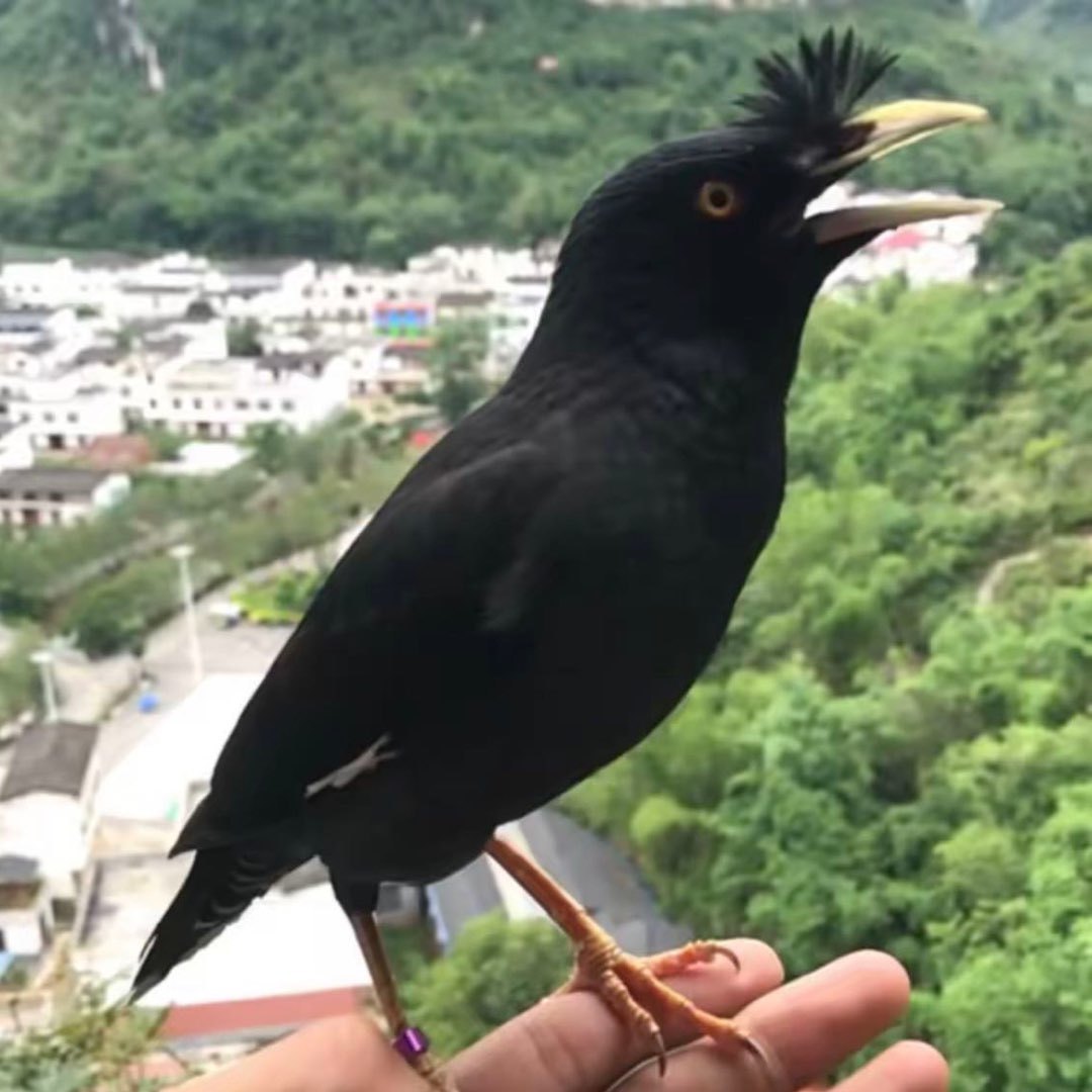 八哥天保