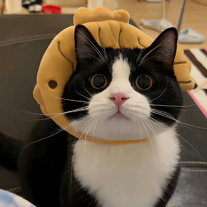 芒果猫meme