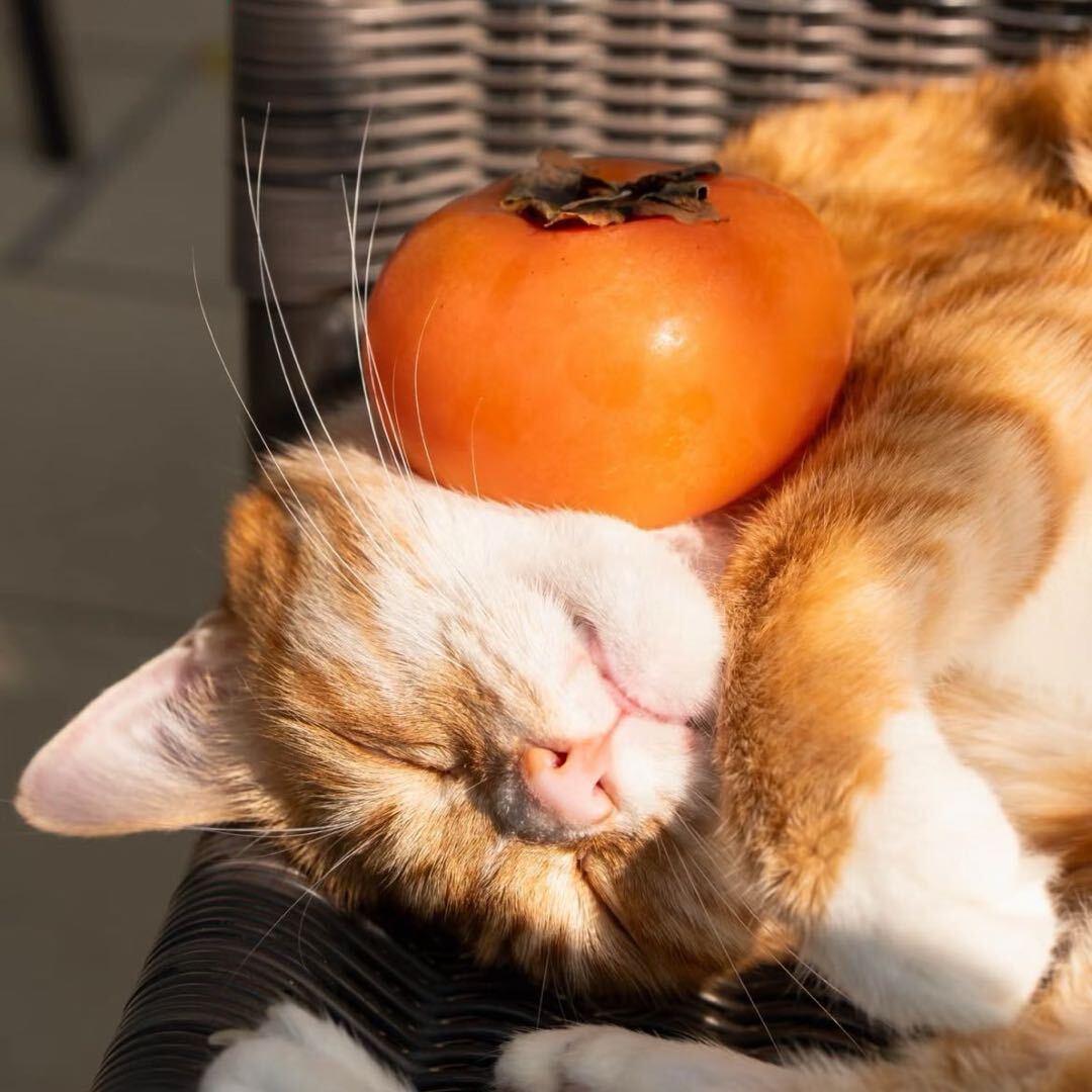 卡迪那meme猫