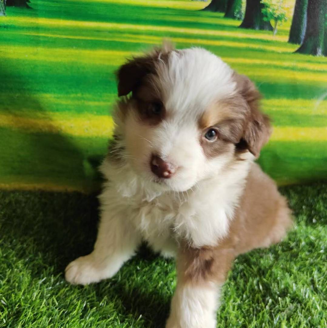 家兴繁育养殖场边牧