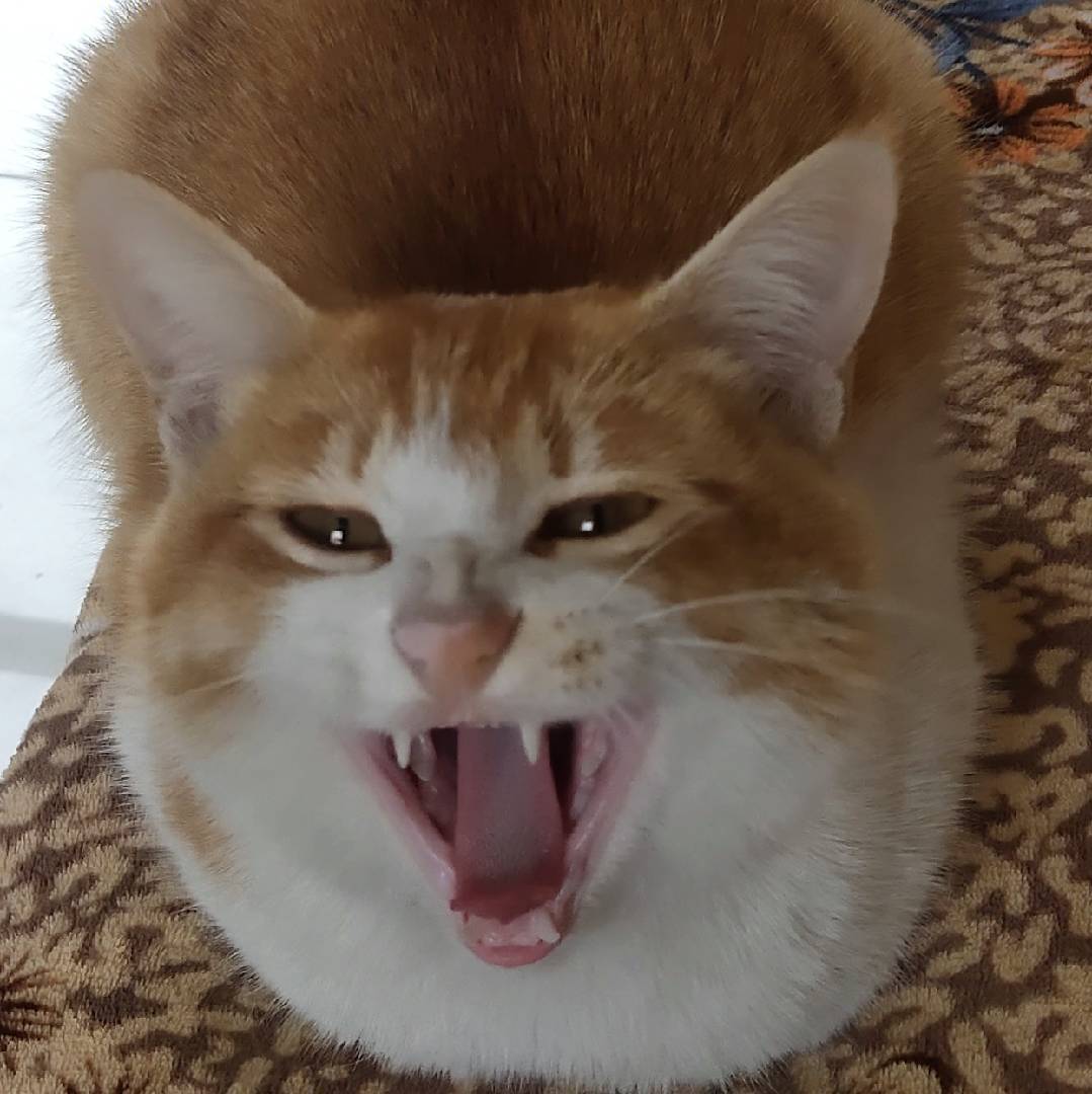 FX六六小猫X猪崽