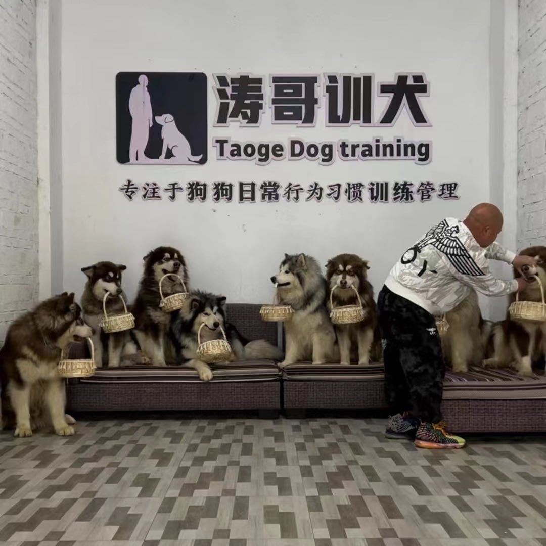 涛哥训犬