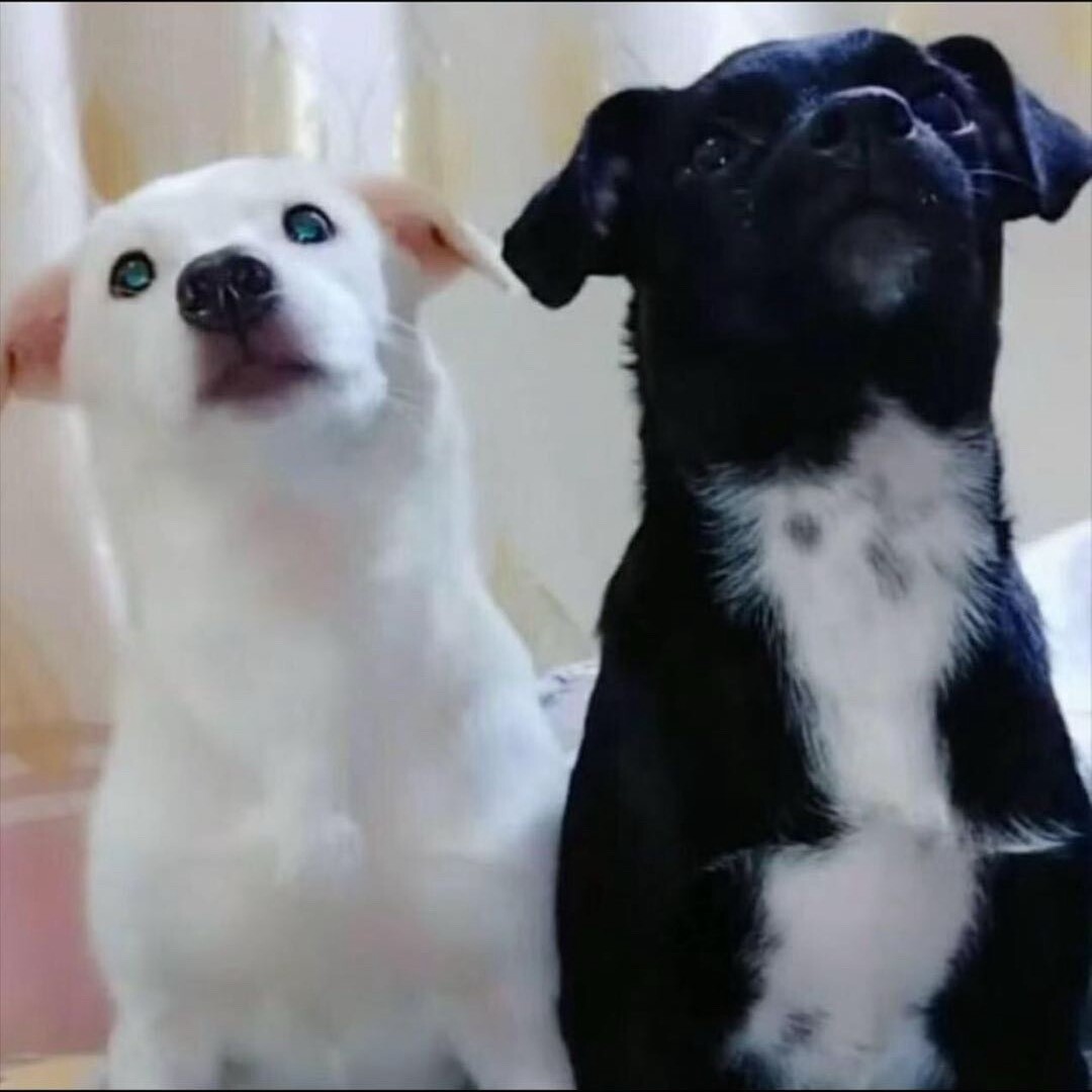 小黑小白炫彩商行