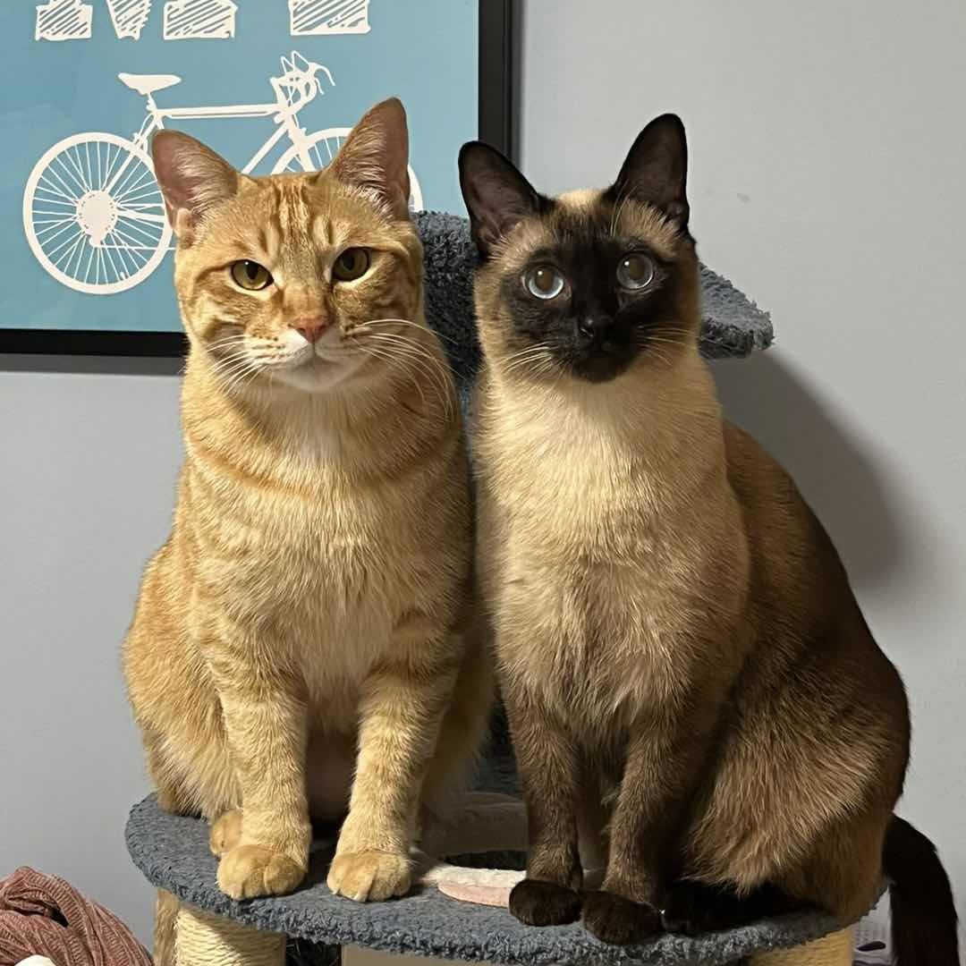 爱做手工的小吃货儿