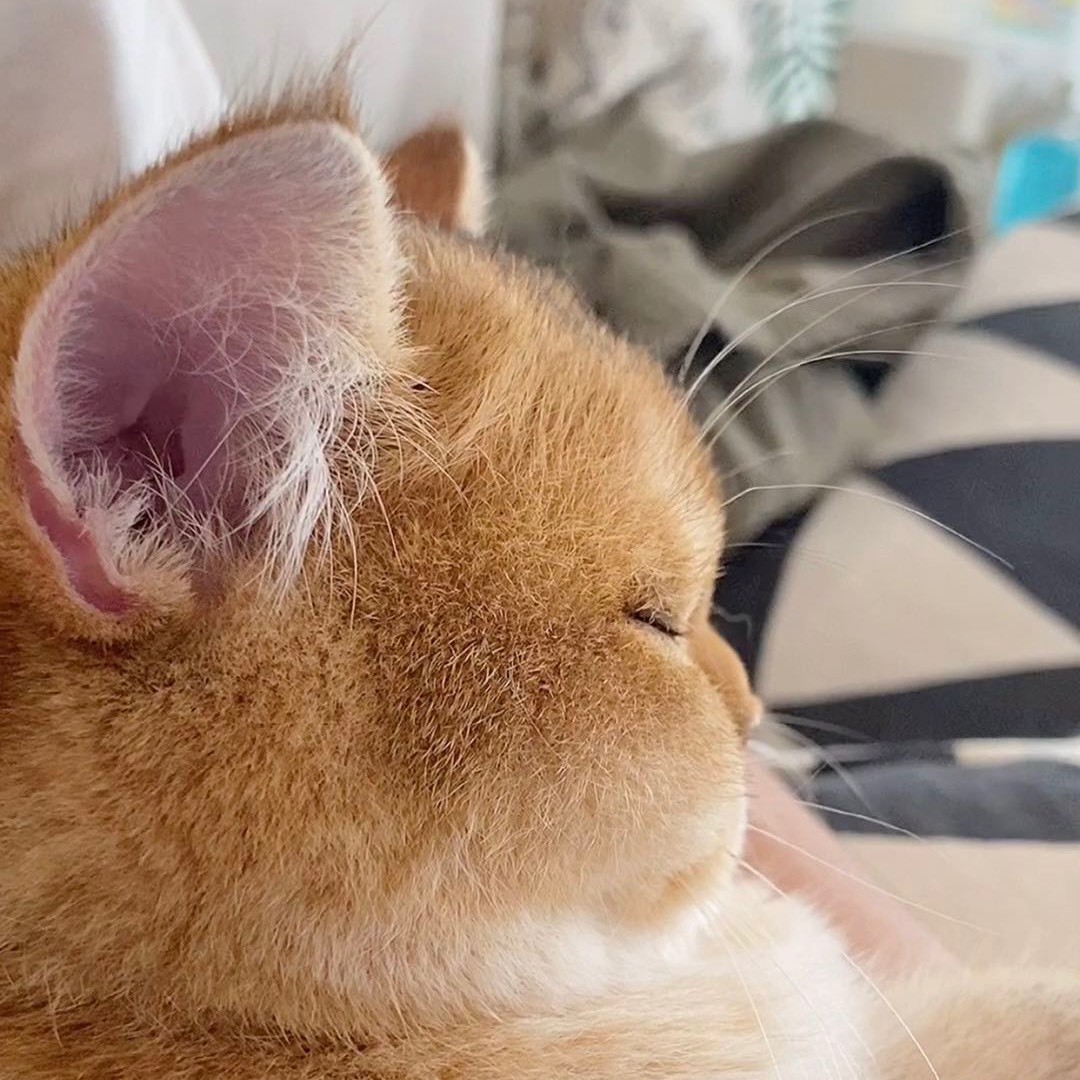 牛奶是只猫-