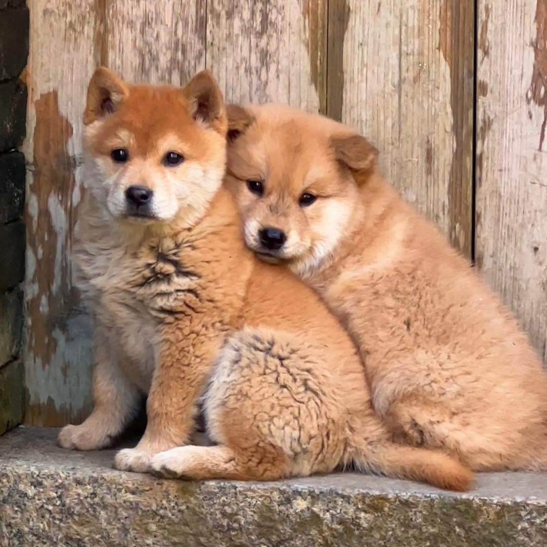 A田园犬之乡看置顶作品