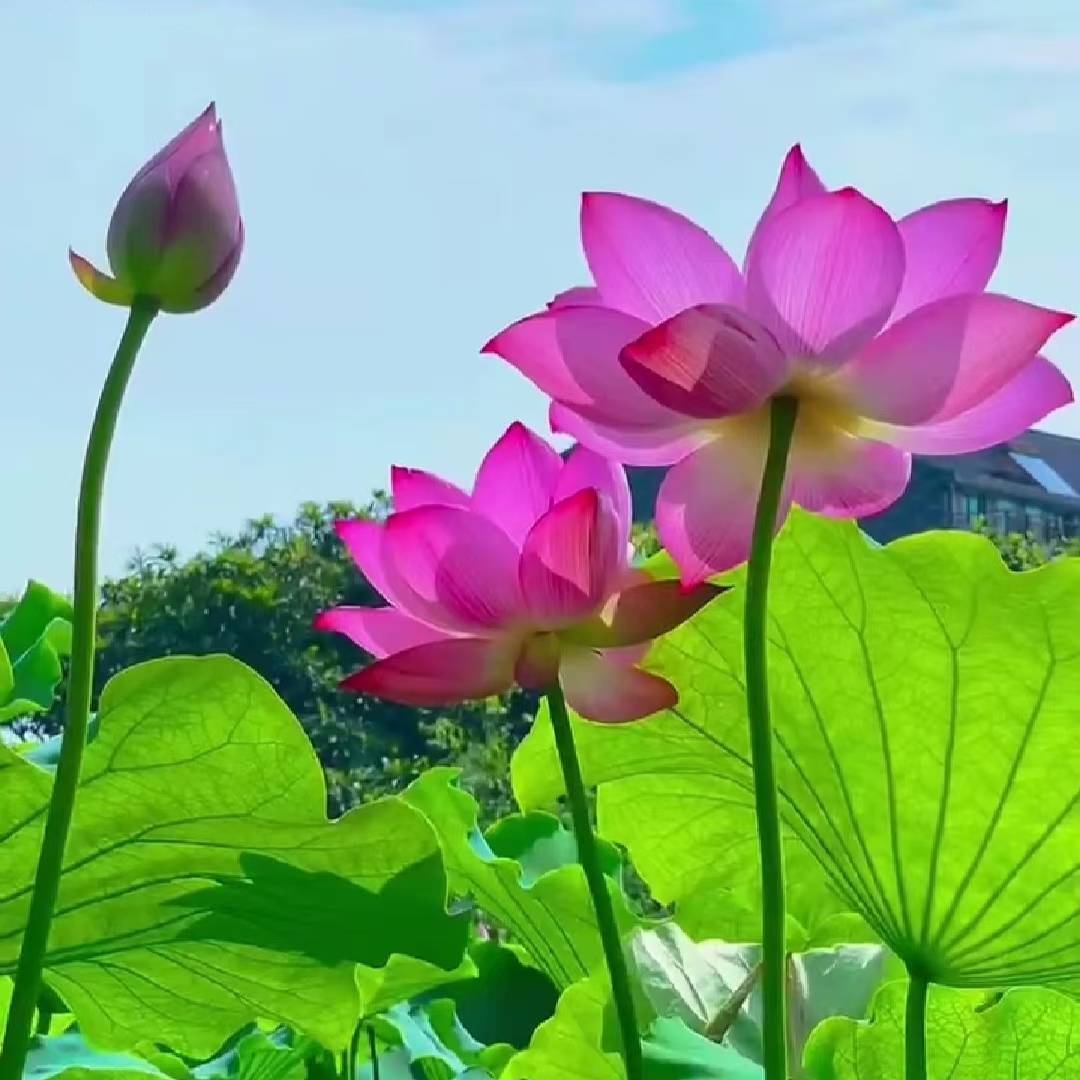 麦黄草百蕊草药材种植