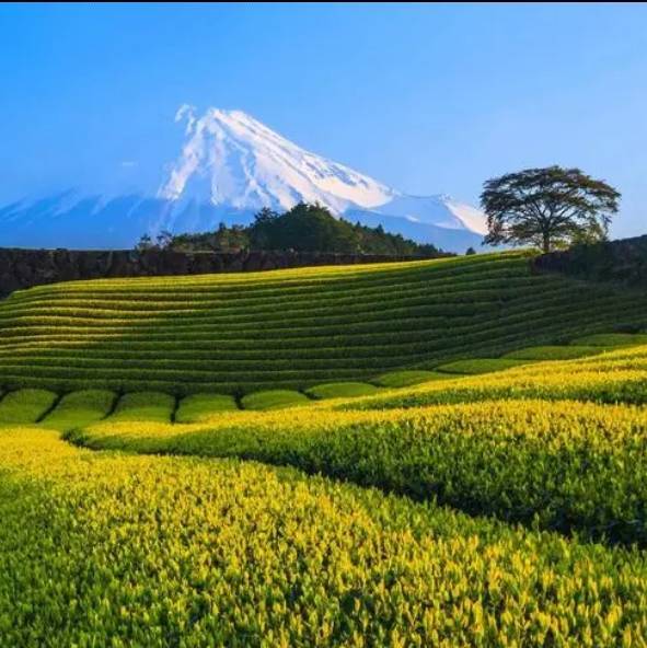 新农人总部刘萍