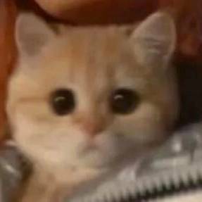 椰椰生拿