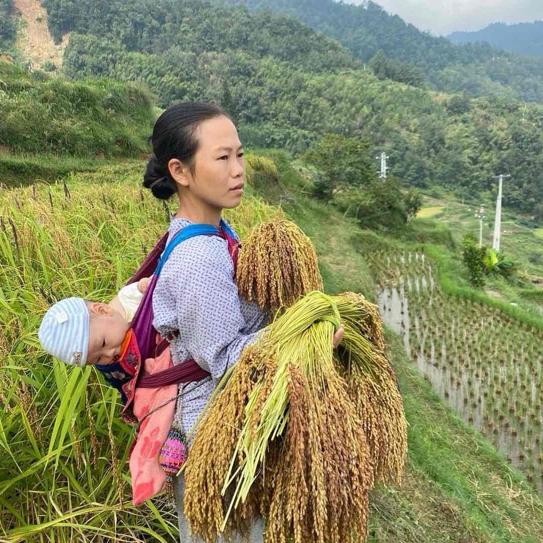 大山里的小桃生活日记