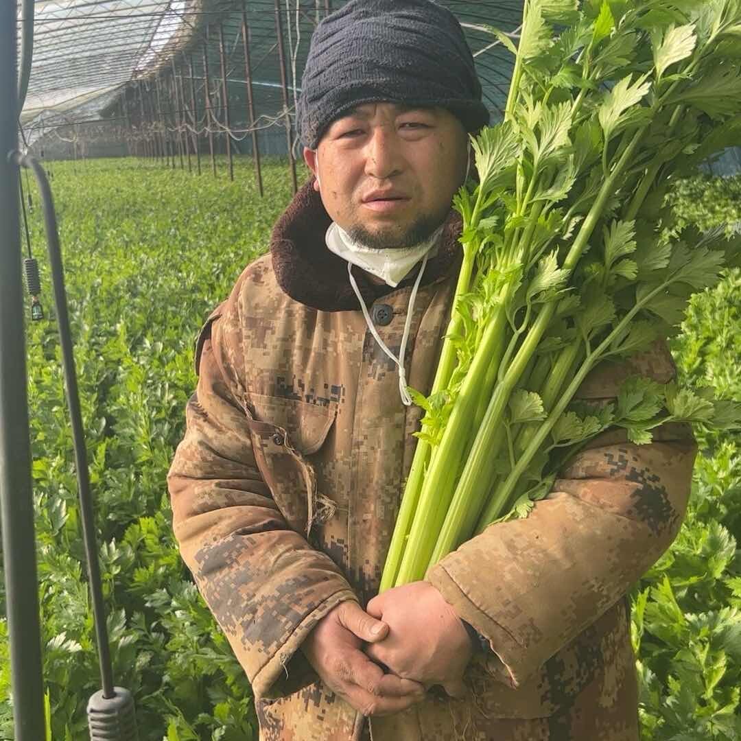 中宁二枸子