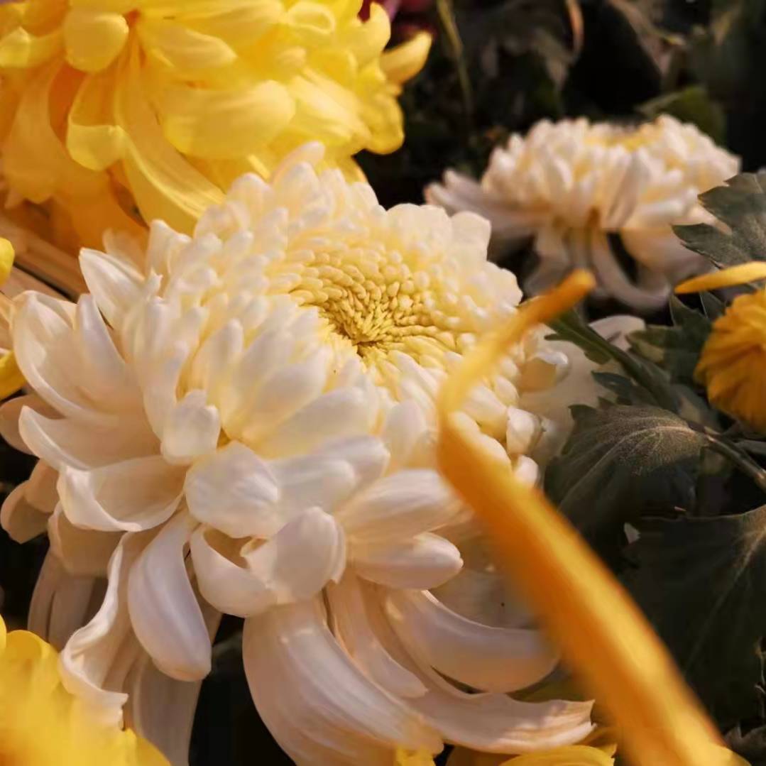 湮雨撷菊