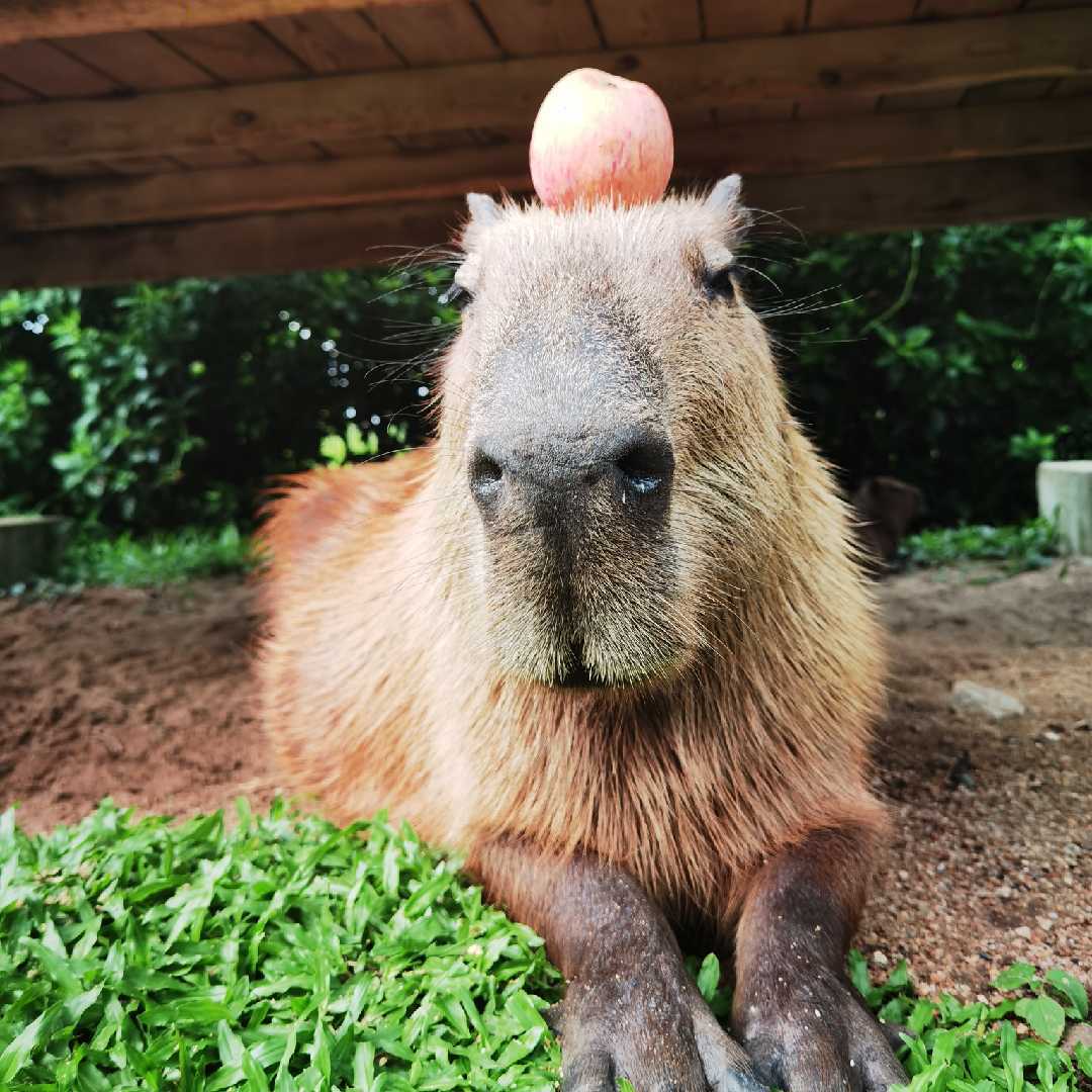 海口天鹅湖动物基地