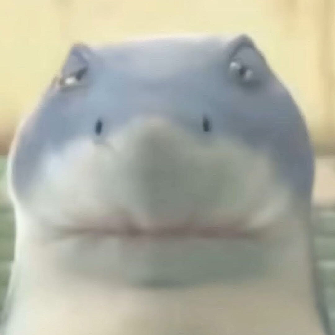 凯蒂猫的狗