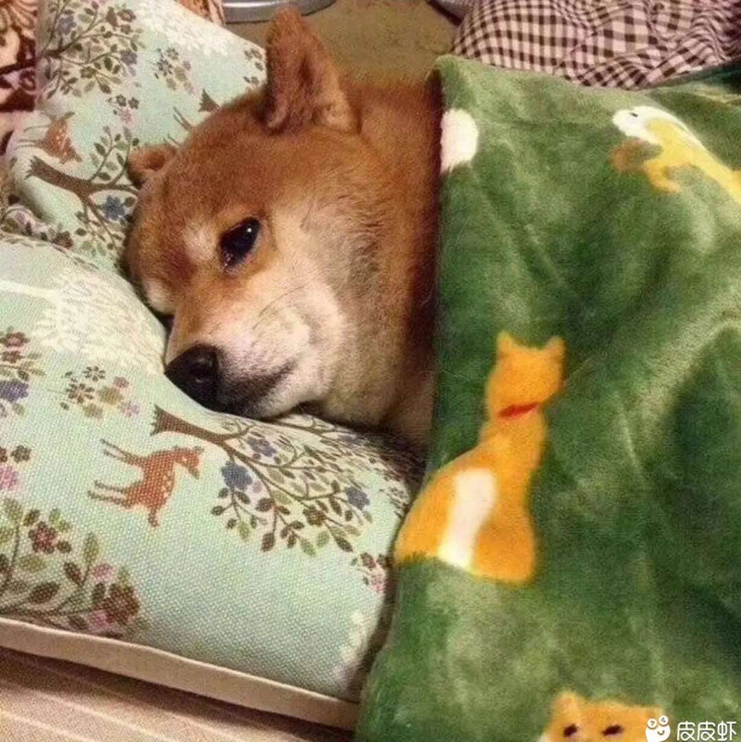 小沛很努力