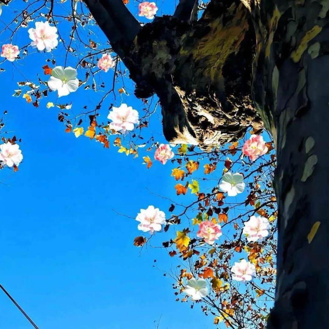 搞笑派小骏