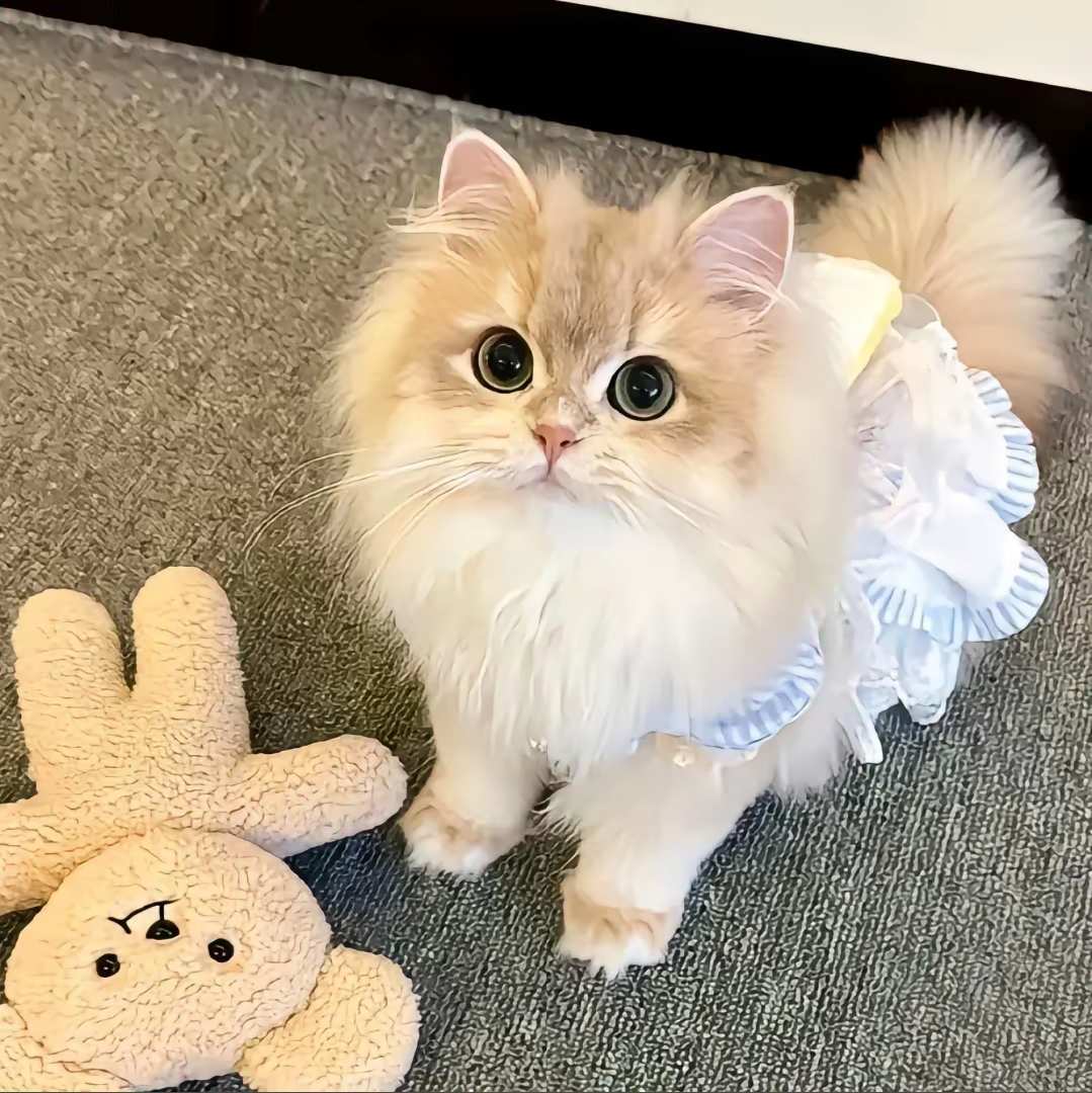 小猫樱桃呀3