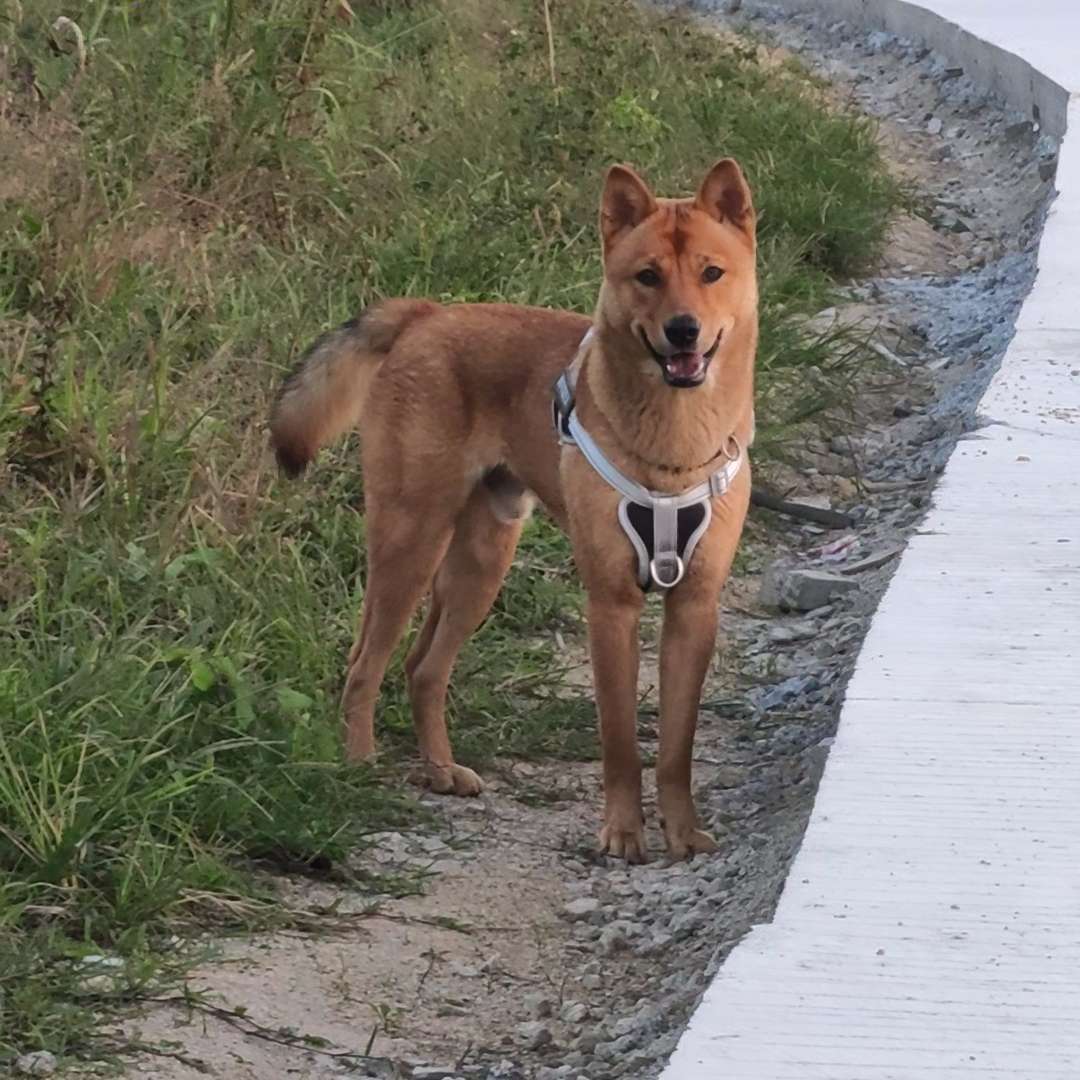 田园犬大黄